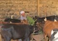 أسعار الأضاحي في المنيا