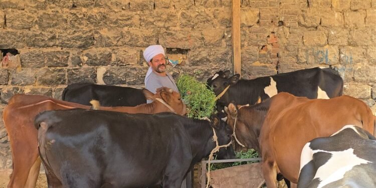 أسعار الأضاحي في المنيا