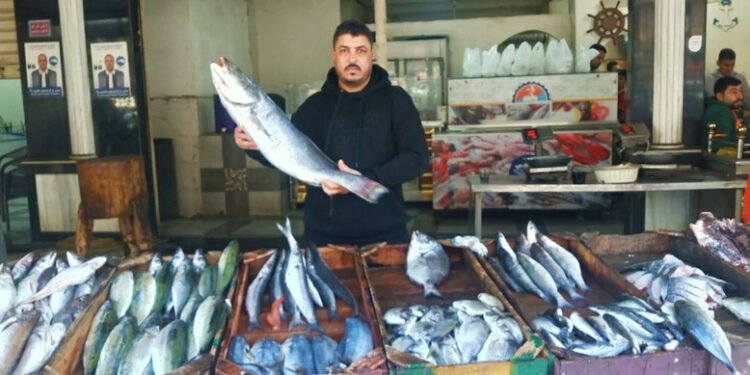 أسعار الأسماك والجمبري اليوم