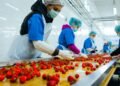 الصناعات الغذائية المصرية تواصل النمو خلال أول أربعة أشهر من 2026 وتحقق صادرات بقيمة 2.432 مليار دولار.