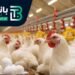 اسعار الفراخ اليوم