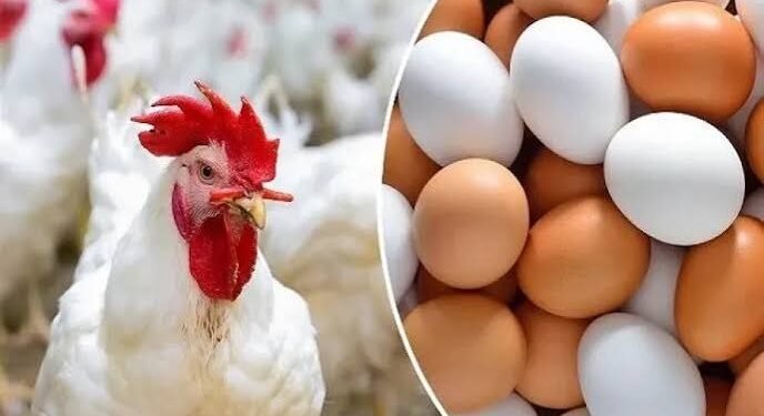 أسعار البيض اليوم