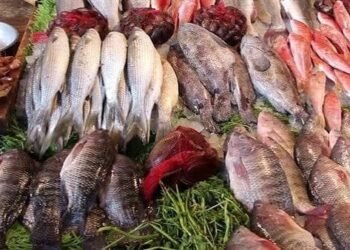 اسعار السمك اليوم