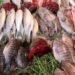 اسعار السمك اليوم