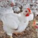 اسعار الفراخ اليوم