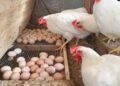 أسعار الفراخ والبيض اليوم