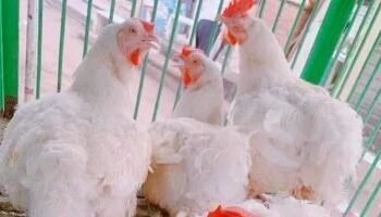 أسعار الفراخ البيضاء اليوم