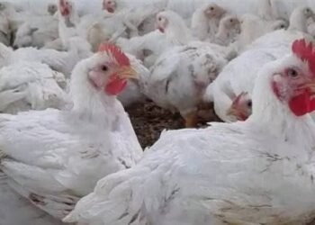 أسعار الفراخ اليوم السبت