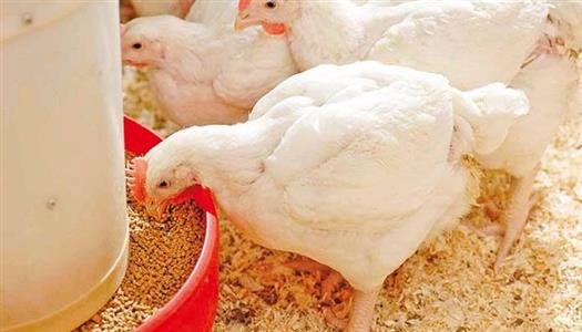 أسعار الفراخ اليوم.. البيضاء تتراجع في المزارع