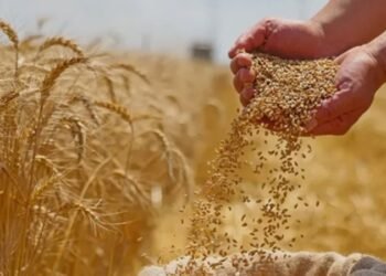 أسعار القمح ترتفع عالميا.. توترات البحر الأسود تدفع المكاسب إلى 16%