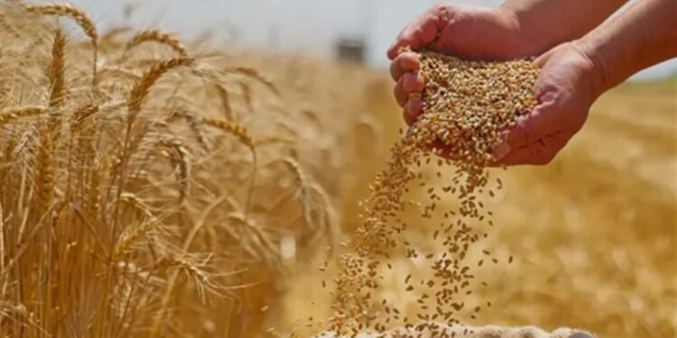 أسعار القمح ترتفع عالميا.. توترات البحر الأسود تدفع المكاسب إلى 16%