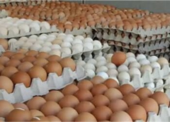 أسعار البيض اليوم الأحد