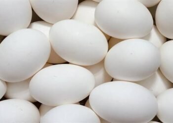 أسعار البيض اليوم