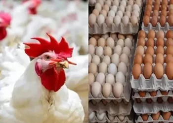 البيضاء بـ 67 جنيها.. استقرار أسعار الدواجن والبيض في الأسواق