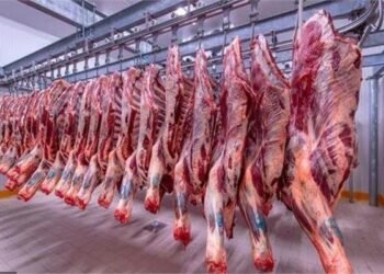 أسعار اللحوم اليوم في مصر السبت 29 أغسطس 2026.. سعر الكندوز والضاني والبتلو