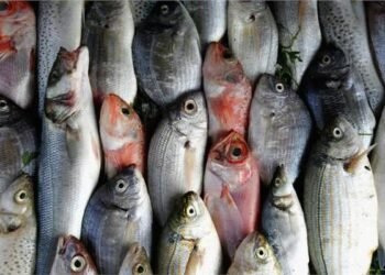 السمك بكام النهارده؟.. أسعار البلطي والبوري والجمبري اليوم السبت 5 سبتمبر