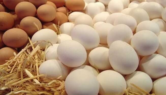 ارتفاع طفيف في الأسواق.. أسعار الفراخ البيضاء والبلدي اليوم الأربعاء 23 سبتمبر 2026