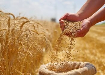 أسعار الحبوب العالمية اليوم.. تراجع القمح والأرز وارتفاع فول الصويا