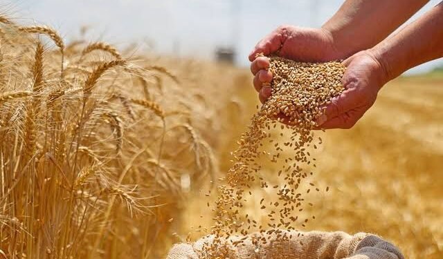 أسعار الحبوب العالمية اليوم.. تراجع القمح والأرز وارتفاع فول الصويا