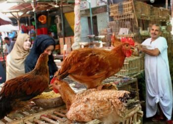 اسعار الفراخ اليوم الاثنين 19 أكتوبر 2026.. البيضاء بـ89 جنيهًا للمستهلك