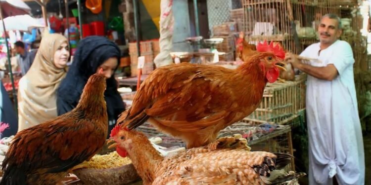اسعار الفراخ اليوم الاثنين 19 أكتوبر 2026.. البيضاء بـ89 جنيهًا للمستهلك